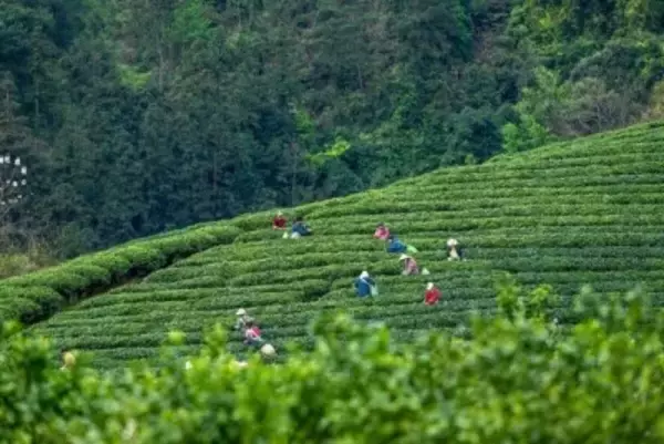 広西で2026年「国際お茶の日」中国のホストイベント開催