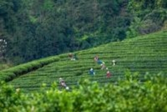 広西で2026年「国際お茶の日」中国のホストイベント開催