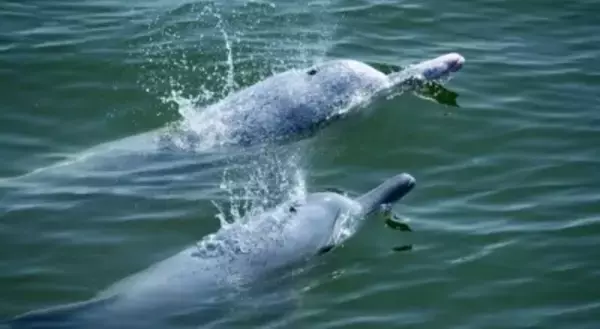 ドキュメンタリー映画『中華ウスイロイルカ』が中国全国で公開