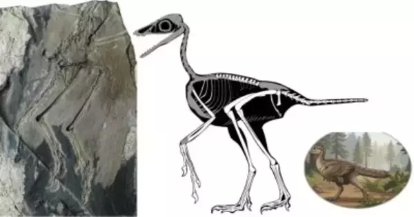 中国の科学者、鳥類の尾部進化に関する「失われたピース」を解明