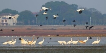 渡り鳥がもたらすエコツーリズム、「バードウォッチング＋」融合業態が発展―中国