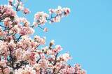 「桜の枝を揺らして写真撮影、京都での光景に元ジャーナリストが苦言―香港メディア」の画像1