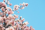 桜の枝を揺らして写真撮影、京都での光景に元ジャーナリストが苦言―香港メディア