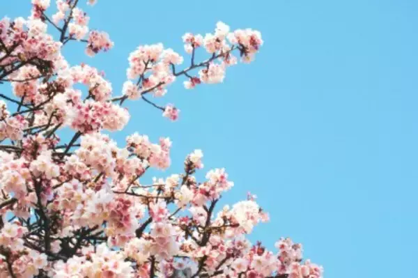「桜の枝を揺らして写真撮影、京都での光景に元ジャーナリストが苦言―香港メディア」の画像