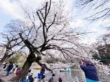 「日本旅行が特別でなくなったと感じる理由―台湾メディア」の画像1