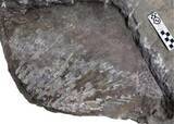「山西省で三畳紀最大のハイギョ化石を発見、全長約1．62メートル―中国」の画像1