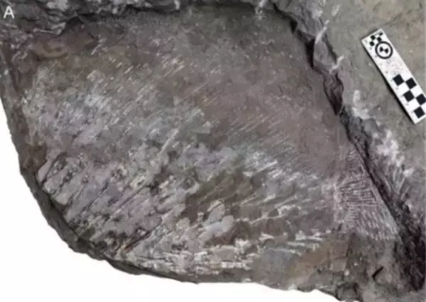 山西省で三畳紀最大のハイギョ化石を発見、全長約1．62メートル―中国