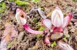 「雲南省、希少ランの「ショウキラン」を新記録種として初確認―中国」の画像1
