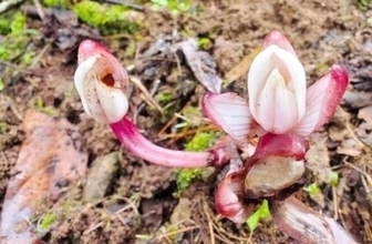 雲南省、希少ランの「ショウキラン」を新記録種として初確認―中国