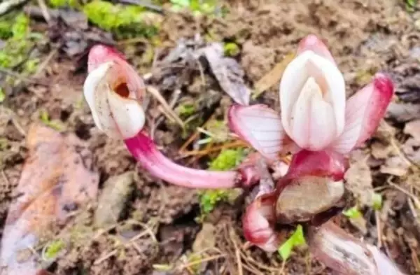 雲南省、希少ランの「ショウキラン」を新記録種として初確認―中国