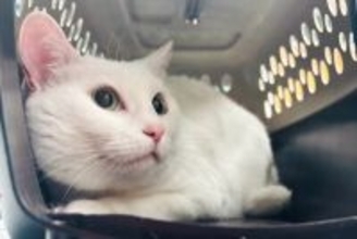 ペット保険が関心集め人気の消費分野に、オンライン化が主流―中国