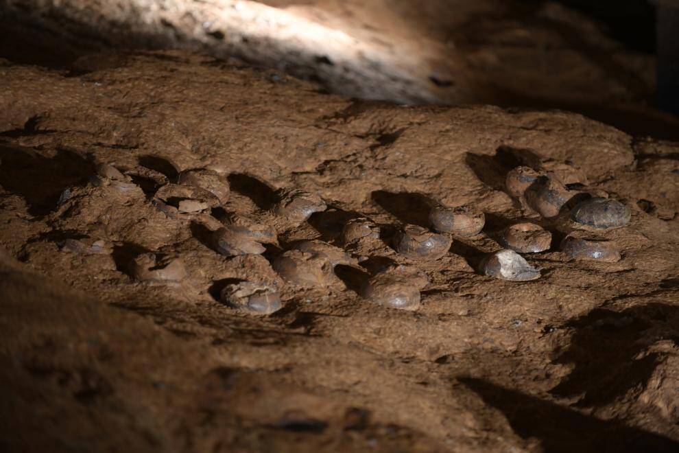 超大規模の恐竜卵化石群をナノコーティングで防護―中国