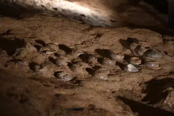 「超大規模の恐竜卵化石群をナノコーティングで防護―中国」の画像