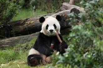 パンダ「福双」、米アトランタ動物園から初の動画