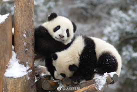 中国の重点野生動植物保護率が74％に―中国メディア