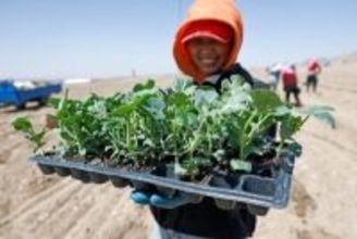 寧夏の砂漠地帯で「緑の宝石」の種まき始まる―中国