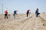 「寧夏の砂漠地帯で「緑の宝石」の種まき始まる―中国」の画像2