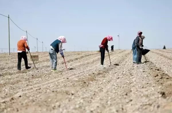 「寧夏の砂漠地帯で「緑の宝石」の種まき始まる―中国」の画像