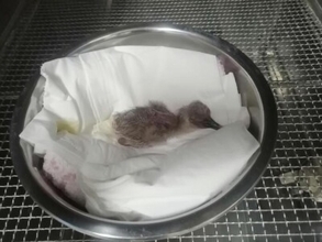 陝西省漢中トキ保護区で今年1羽目となる人工孵化のトキのヒナが誕生―中国