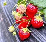 「日本の農水相のイチゴの食べ方、中国ネットで注目浴びる」の画像1