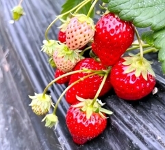 日本の農水相のイチゴの食べ方、中国ネットで注目浴びる