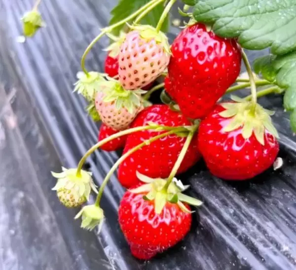 日本の農水相のイチゴの食べ方、中国ネットで注目浴びる