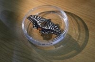 重慶大学の宇宙生命実験が新たな進展、「宇宙のチョウ」が羽化―中国