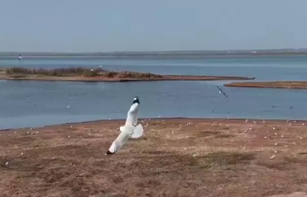 絶滅危惧鳥類のゴビズキンカモメ、中国最大の砂漠の淡水湖に今年初めて登場