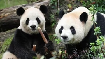 ジャイアントパンダの「ピンピン」「フーシュアン」、米アトランタ動物園でお目見えへ