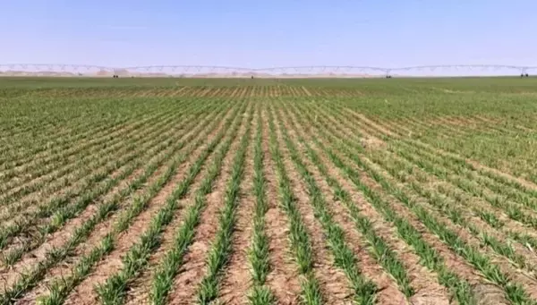 「新疆南部の砂漠に現れた「緑の円盤」」の画像