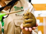 「かわいいパンダのスイーツも、雅安パンダ・ルーツ探訪キャンプ施設―中国」の画像4