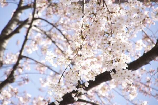 お花見デートでリフレッシュ 桜 に癒し効果がある理由 14年3月25日 エキサイトニュース