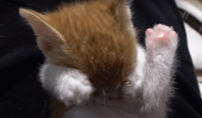 閲覧注意 スマホから 死弊 とyahoo検索すると 知らない女の人から電話がかかってきます 2016年7月8日 エキサイトニュース