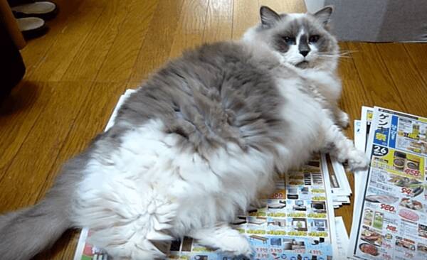 動画 チラシチェックを邪魔する猫に ダミー作戦 を決行 その結果は 16年8月2日 エキサイトニュース 動画 チラシチェックを邪魔する猫に ダミー作戦 を決行 その結果は 16年8月2日 エキサイトニュース