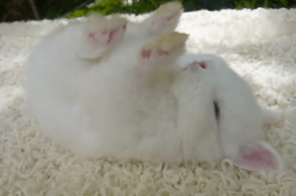 ぬいぐるみみたいなウサギさんの写真 動画 10年12月22日 エキサイトニュース