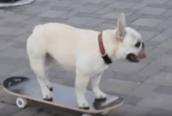 動画 運動神経バツグン スケボーを上手に乗りこなすブルドッグ犬 16年9月10日 エキサイトニュース