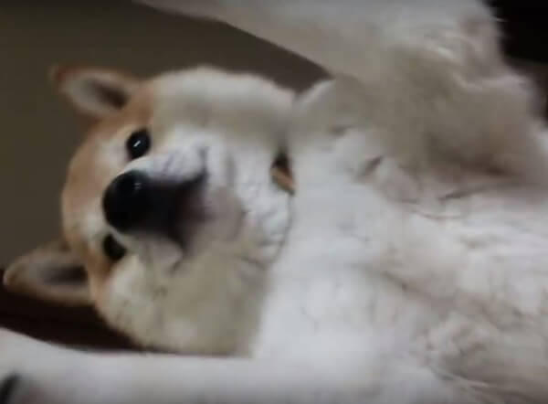 動画 ハイタッチしようワン 飼い主さんに必死にアピールするワンちゃん 16年10月17日 エキサイトニュース