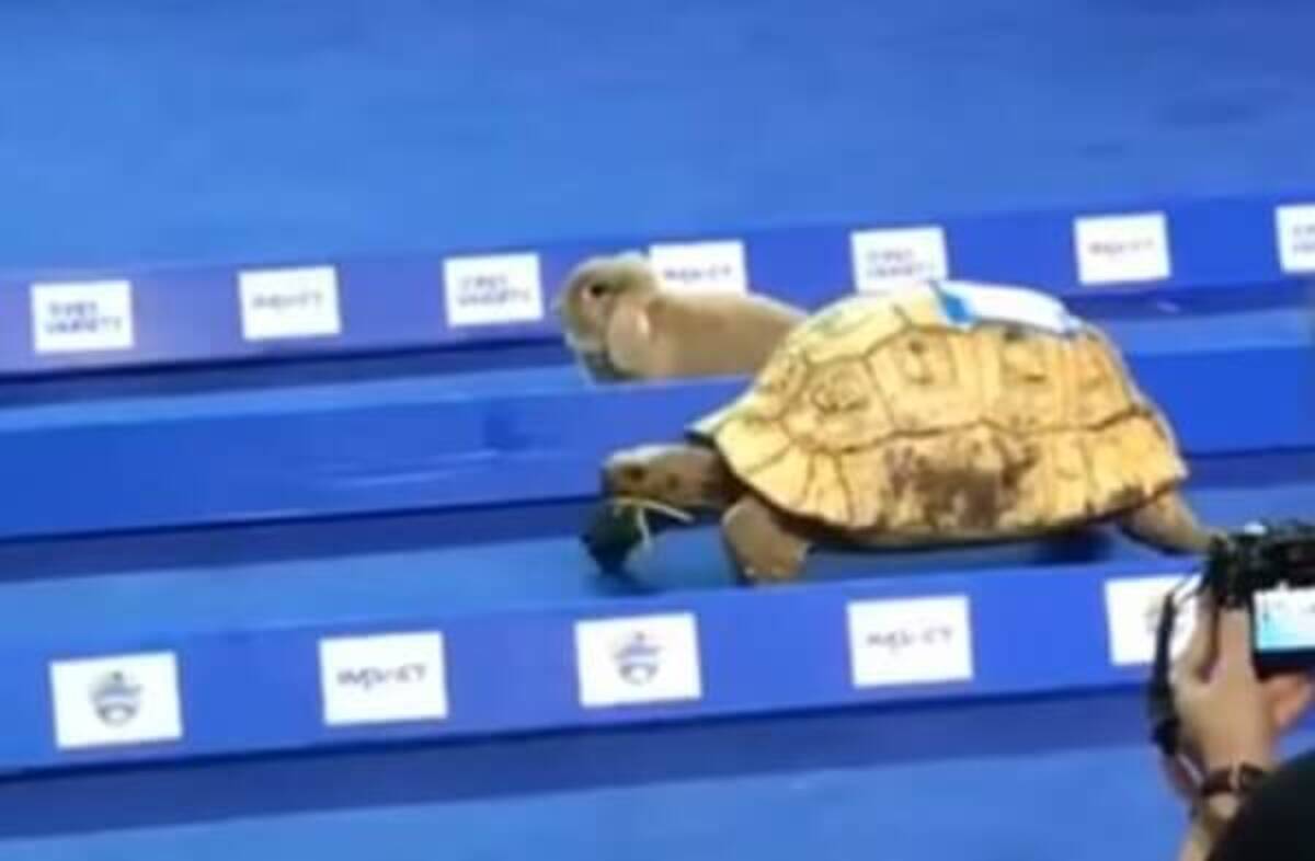 動画 童謡 うさぎとかめ が現実に 実際に勝ったのはどっち 16年10月24日 エキサイトニュース 動画 童謡 うさぎとかめ が現実に 実際に勝ったのはどっち 16年10月24日 エキサイトニュース