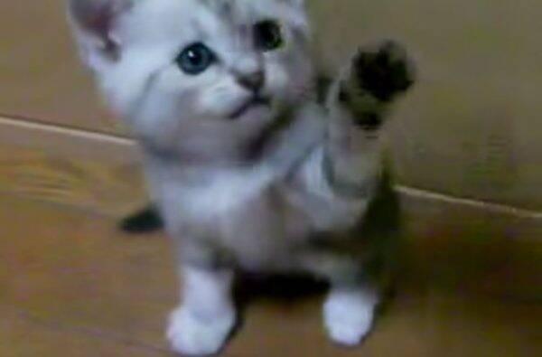 えいっ これでもくらえ っ 世界一かわいい猫パンチ を披露する子猫 16年11月24日 エキサイトニュース