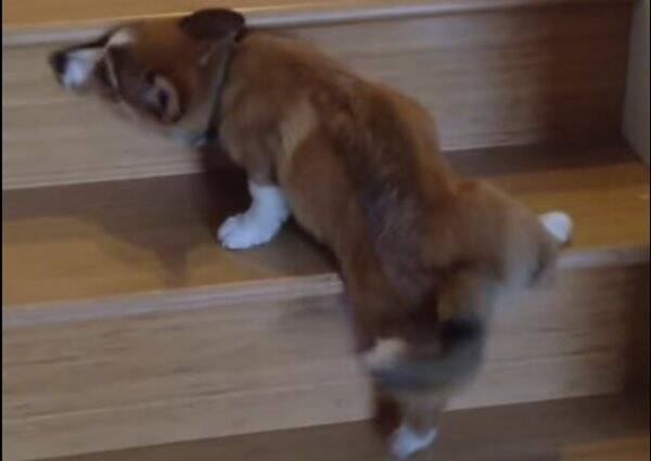 動画 よいしょ よいしょ 短い足で階段をのぼるコーギー犬 17年2月8日 エキサイトニュース