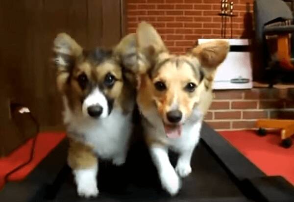 動画 ランニングマシンで体型維持 なかよく並んで走る2匹のコーギー犬 17年3月5日 エキサイトニュース
