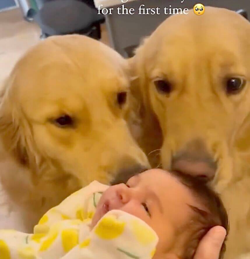 なんて可愛いの 赤ちゃんと初対面したゴールデンズが超嬉しそうにお出迎え ホッコリ動画 22年5月26日 エキサイトニュース