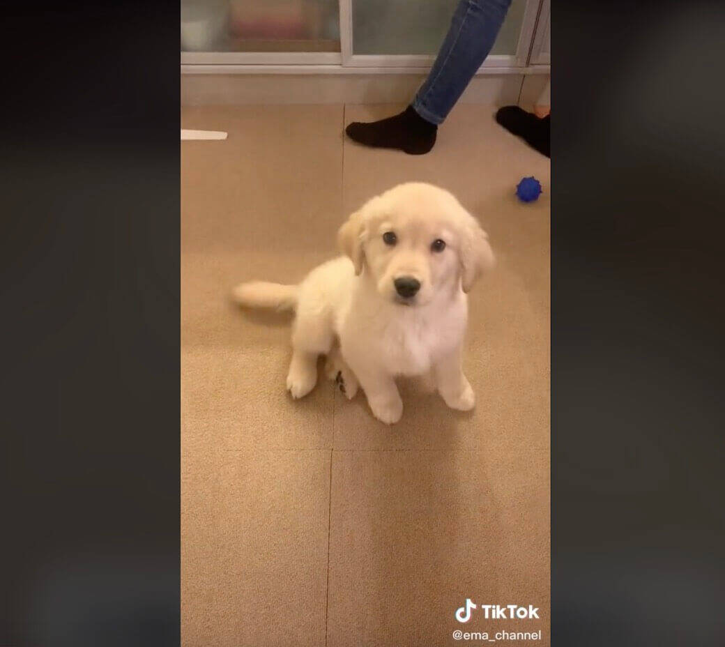 生後3か月のゴールデンパピーの姿を振り返る40秒間 もう尊くて愛しくて涙出る 子犬動画 22年9月21日 エキサイトニュース 2 2