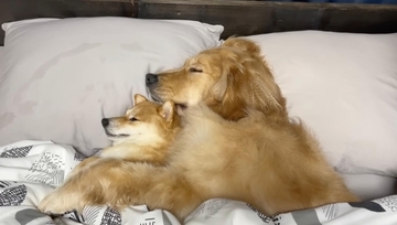 まるで恋人同士だ。同じベッドで眠るゴールデンと豆柴があまりに尊すぎる【動画】