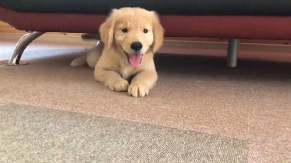 呼んだ ソファの下からニコニコ笑顔で出てきたゴールデンの赤ちゃんが可愛いすぎ 動画 22年7月7日 エキサイトニュース 呼んだ ソファの下からニコニコ笑顔で出てきたゴールデンの赤ちゃんが可愛いすぎ 動画 22年7月7日 エキサイトニュース