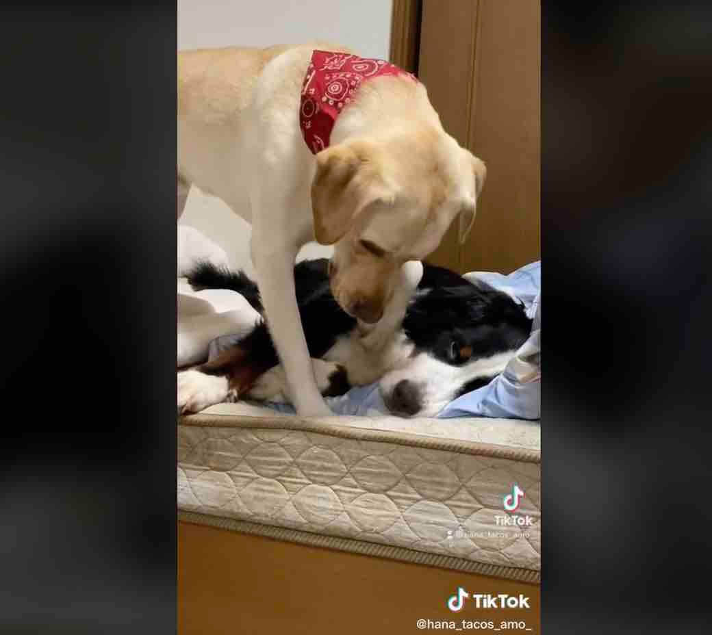 ヒマ 大掃除中の家族をあからさまに退屈そうな顔で眺めてたラブラドール 犬動画 22年9月18日 エキサイトニュース 2 2 ヒマ 大掃除中の家族をあからさまに退屈そうな顔で眺めてたラブラドール 犬動画 22年9月18日 エキサイトニュース 2 2
