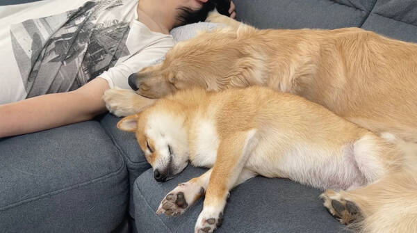 ギュウッ パパと相棒犬の間にイン 所構わず添い寝してくる甘えん坊ゴールデン 動画 22年7月8日 エキサイトニュース ギュウッ パパと相棒犬の間にイン 所構わず添い寝してくる甘えん坊ゴールデン 動画 22年7月8日 エキサイトニュース