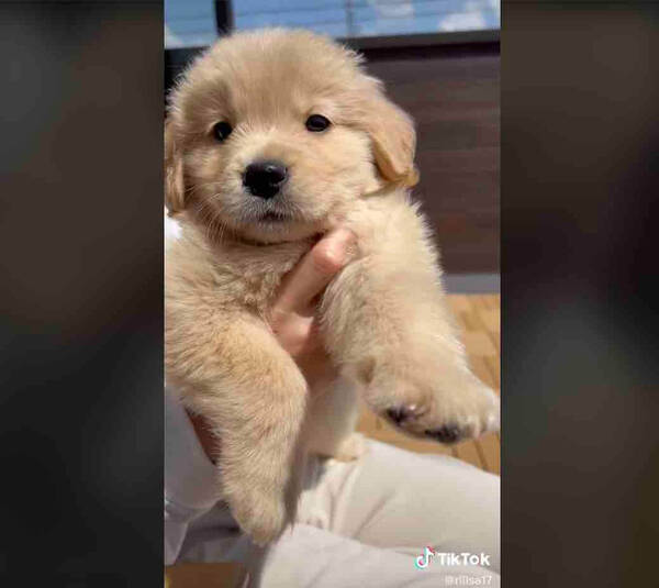 コテッ 遊び疲れてぐっすり 無防備に眠るゴールデンパピーが天使可愛い 子犬動画 22年9月12日 エキサイトニュース コテッ 遊び疲れてぐっすり 無防備に眠るゴールデンパピーが天使可愛い 子犬動画 22年9月12日 エキサイトニュース