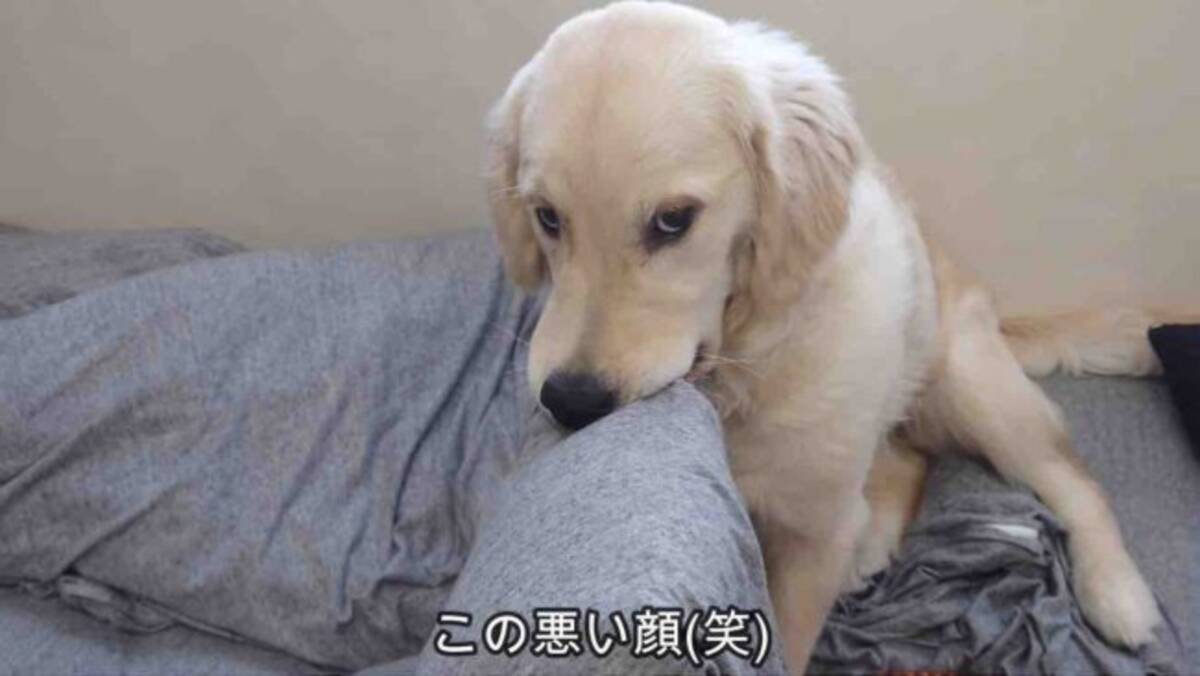 悪い顔してるね パパの枕を離したくないばかりにお顔に出ちゃったゴールデン 理由が可愛いから許す 動画 22年4月7日 エキサイトニュース