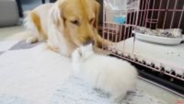 新しい家族のウサギと初対面のゴールデン。照れた反応にニヤニヤ止まらない【動画】